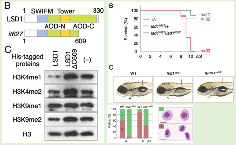 筑波大学・分子発生生物学研究室 研究内容